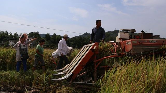 路阳村民们正忙着在收谷子