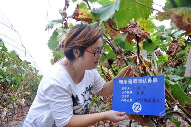 宝坪朝阳葡萄园启动暨葡萄认养活动