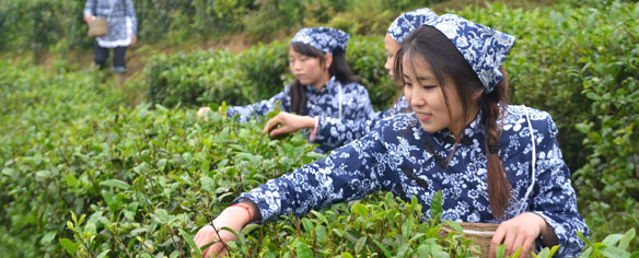 采歧阳秀芽